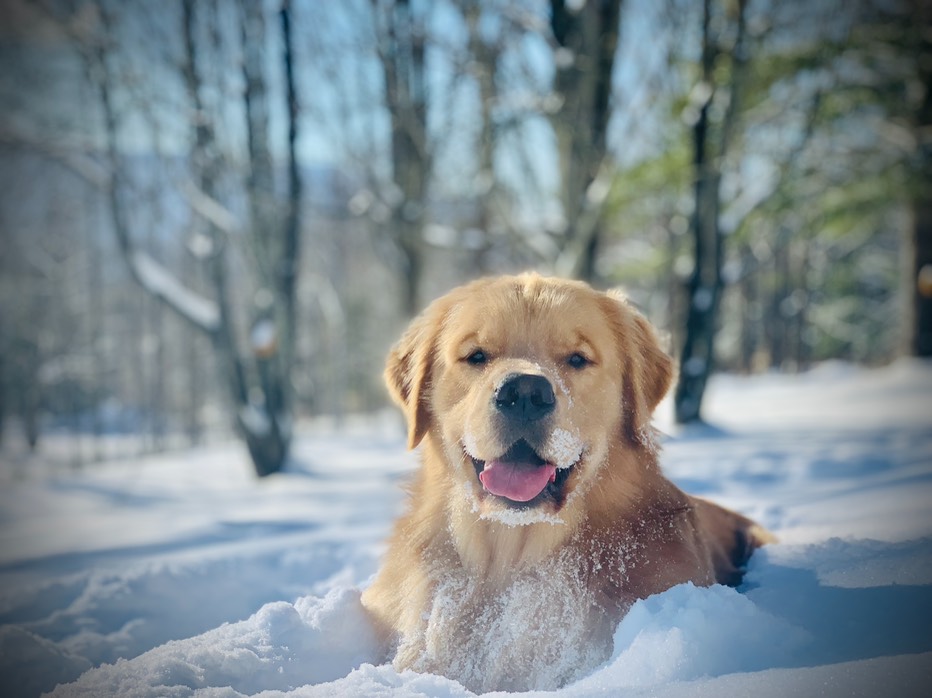 PADRAIG-snow1